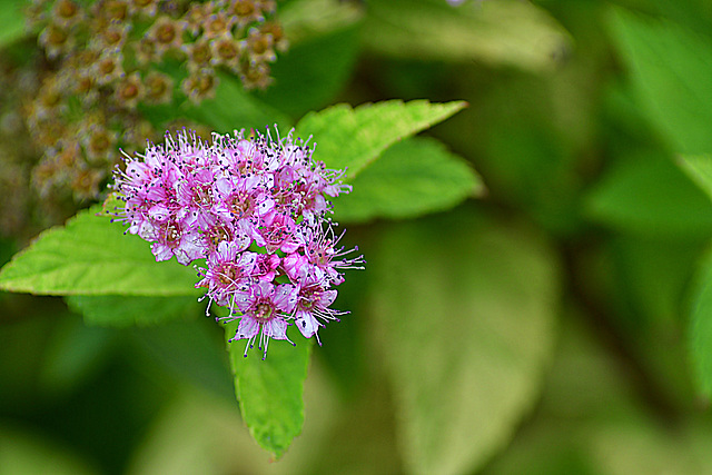 Blüte einer Goldspiere