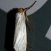 Moth IMG_2742