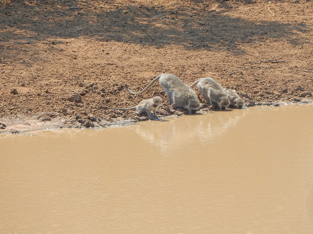 family at the water hole