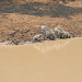 family at the water hole