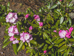 Start of the rhododendrons flowering - earlier than usual after a very dry sunny April.