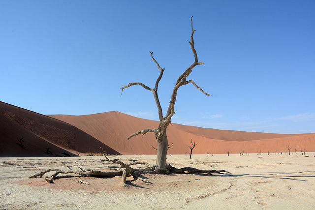 Namibia, Ancient Dried up Tree in Deadvlei Namibia, Ancient Dried up Tree in Deadvlei