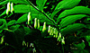 Wald-Salomonssiegel (Polygonatum multifloum)