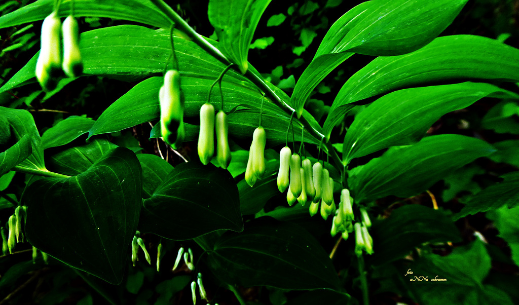 Wald-Salomonssiegel (Polygonatum multifloum)