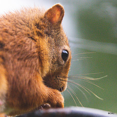 Young Red