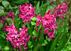 Hyacinths