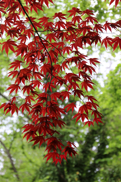 Japanese maple