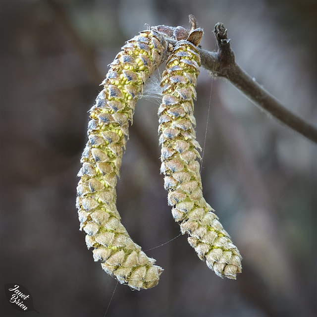 Catkins