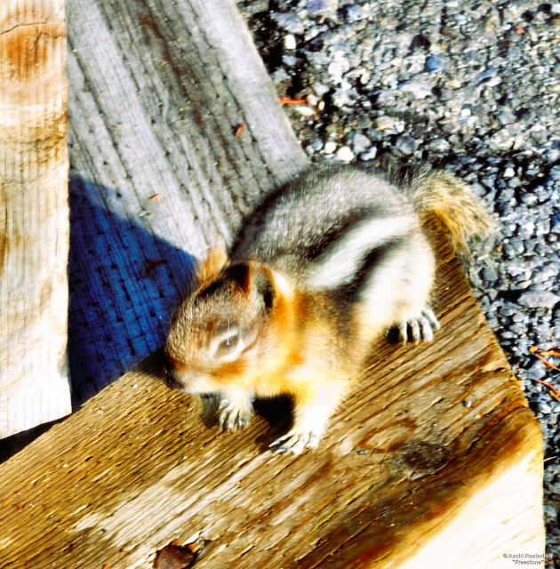 Canada Tour / Banff