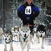 Sled Dog Races near 108 Ranch.