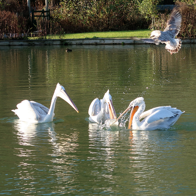 Dalmatian pelicans