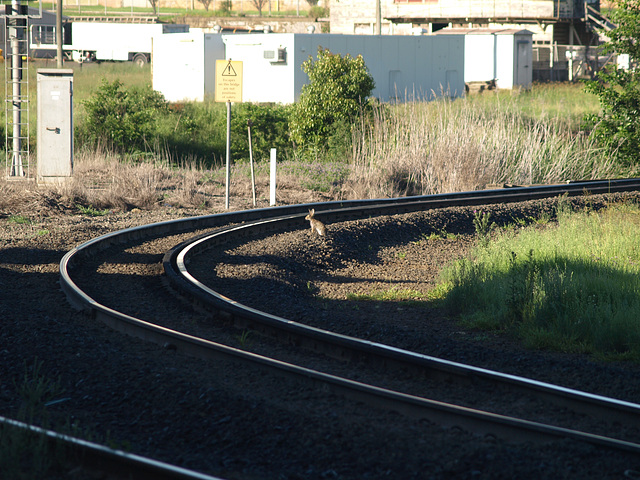 LookForTrains LookForTrains