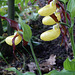 150  Cypripetium calceolus, - der heimische Frauenschuh