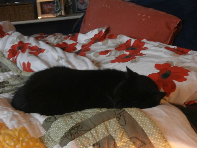 Pippin has decided he wants to sleep on my bed