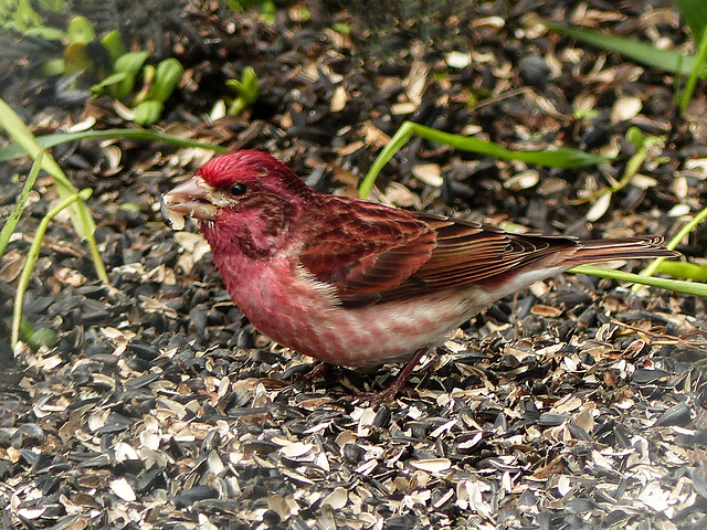 Purple Finch male