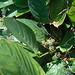 DSCN1960 - caeté-miúdo Ctenanthe marantifolia, Marantaceae