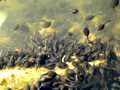 Tadpoles at dinner...