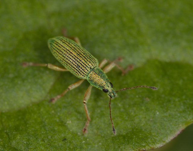 Weevil EF7A4836