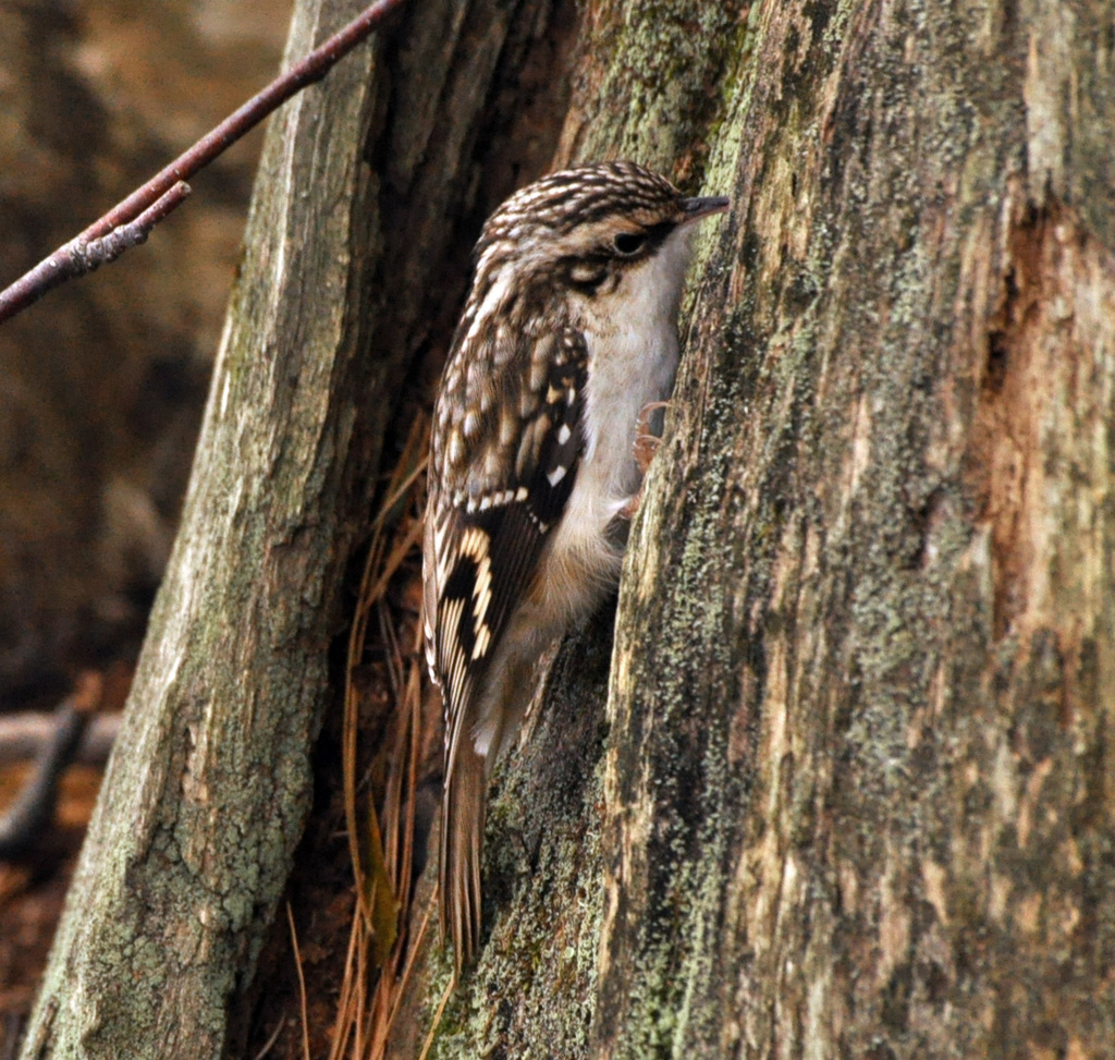 treecreeper st bruno oct 2018 DSC 3957