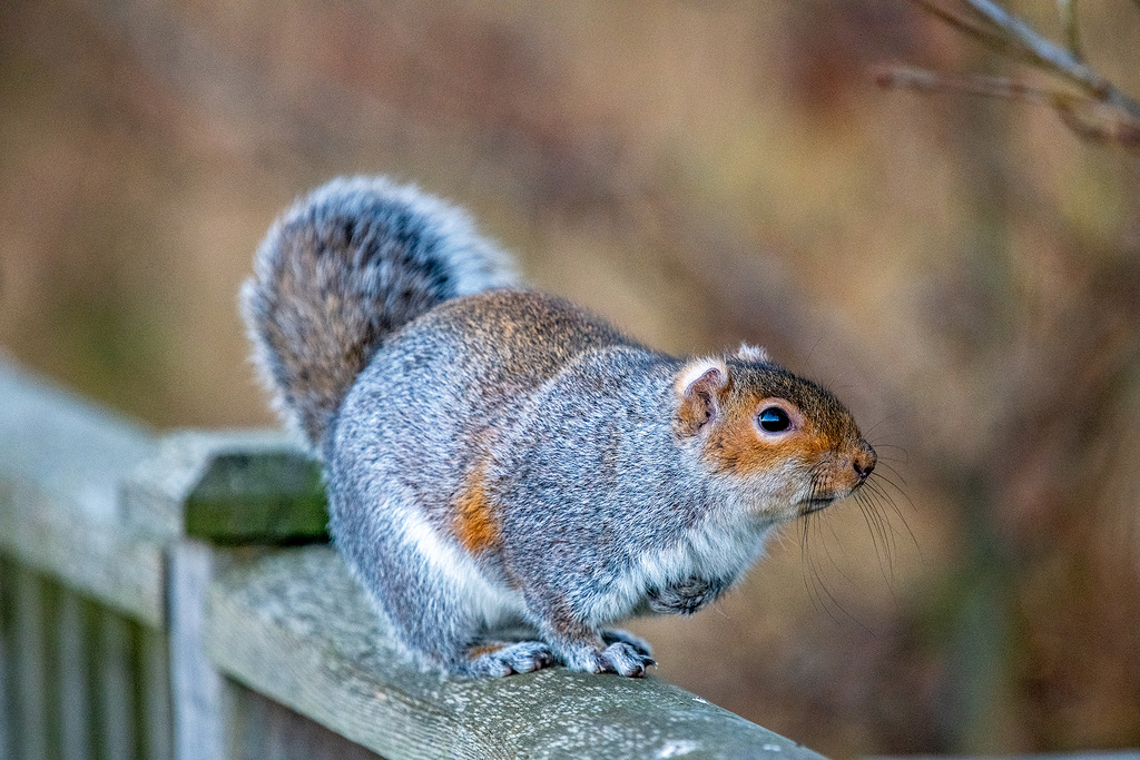 Squirrel