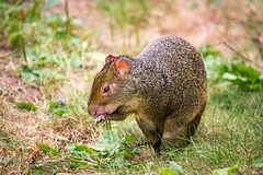 An agouti