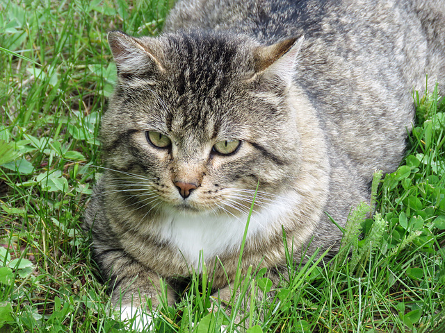 One of Keith Logan's cats