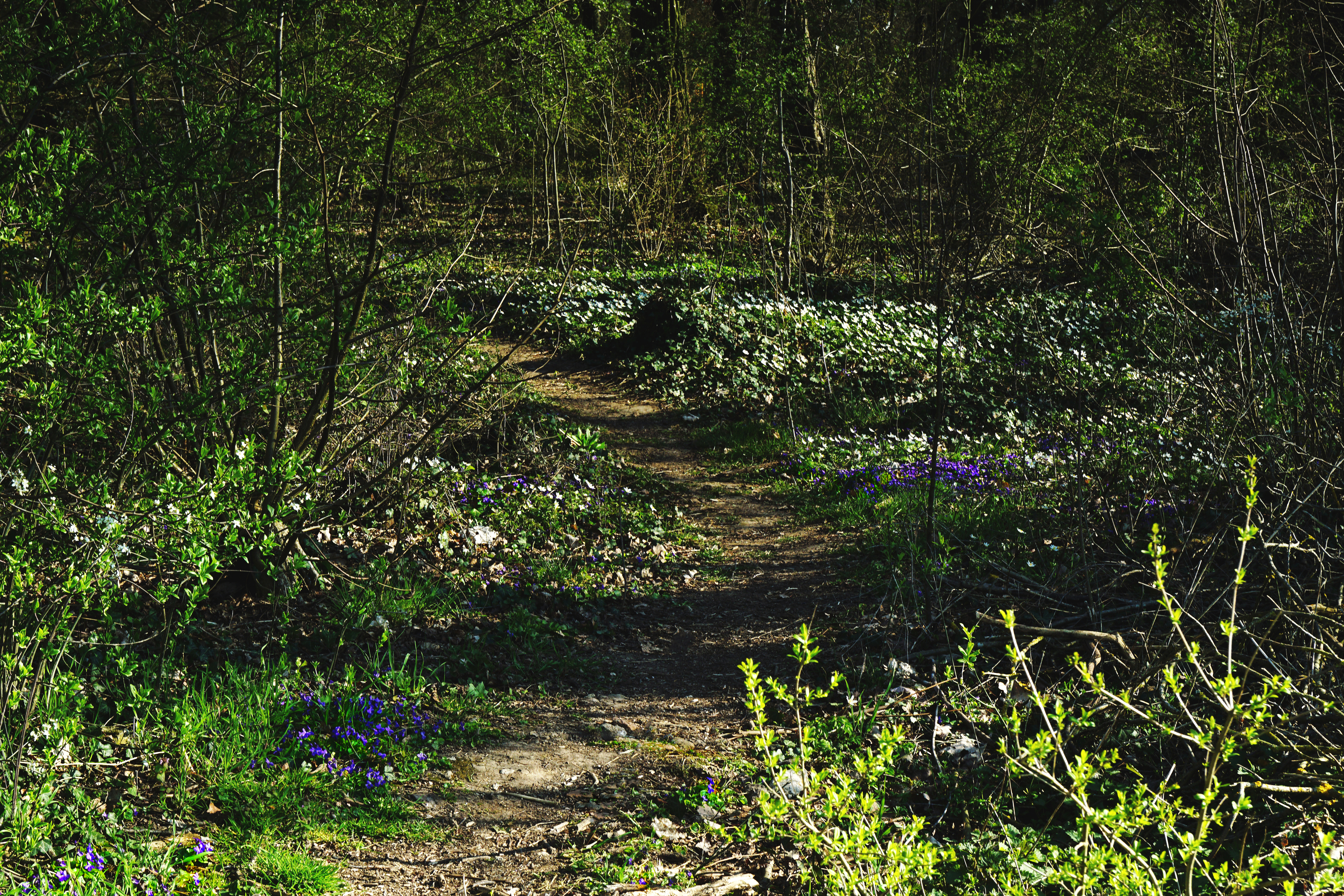 Ein Waldspaziergang - A forest walk