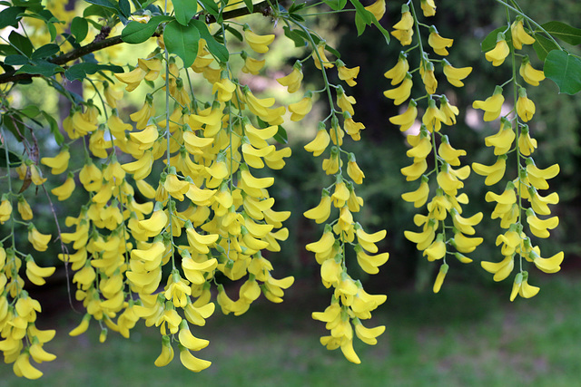 Golden chain tree