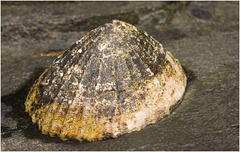 IMG 0302 Limpet