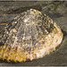 IMG 0302 Limpet