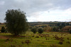 Italy, Evening Landscape in Toscana