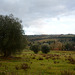 Italy, Evening Landscape in Toscana