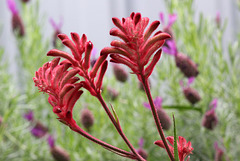 Kangaroo Paw and Lavender