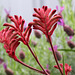Kangaroo Paw and Lavender