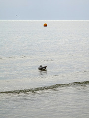Buoy meets Gull Buoy meets Gull