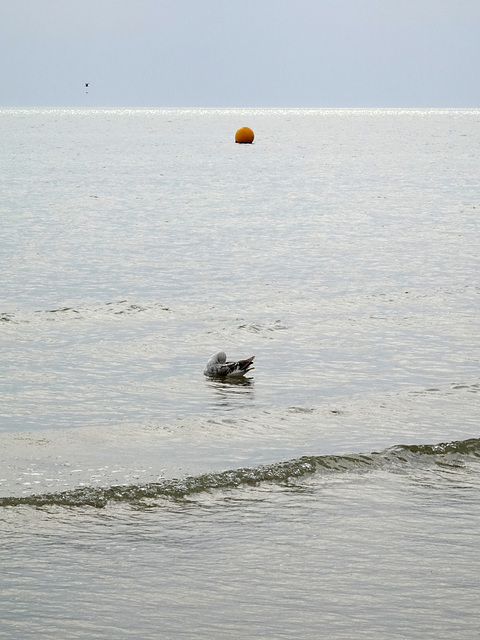 Buoy meets Gull