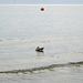 Buoy meets Gull