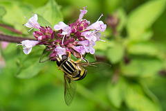 20140714 3956VRMw [D~LIP] Gemeine Sumpfschwebfliege (Helophilus pendulus), UWZ, Bad Salzuflen