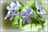 Phlox divaritica  (4)