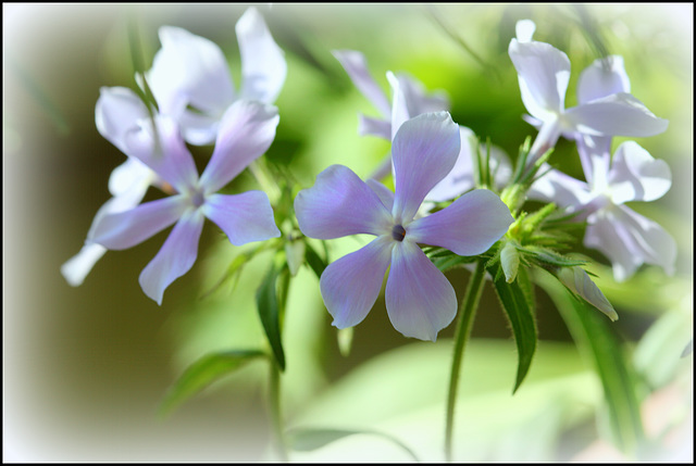 Phlox divaritica  (4)