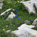 Flowers on the Schlern high plateau