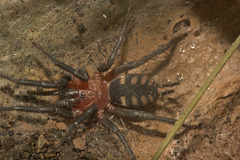 IMG 9258tarantula