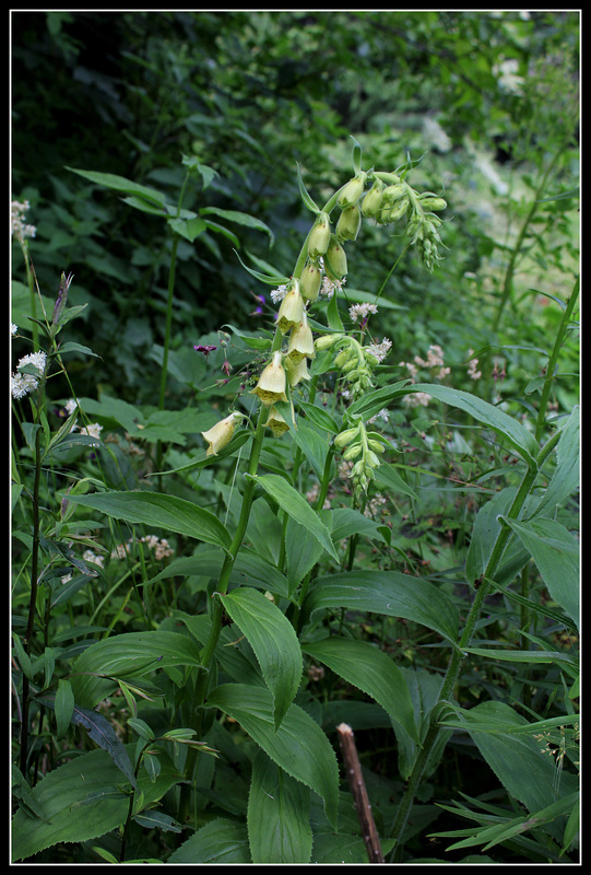 Digitalis grandiflora (2)