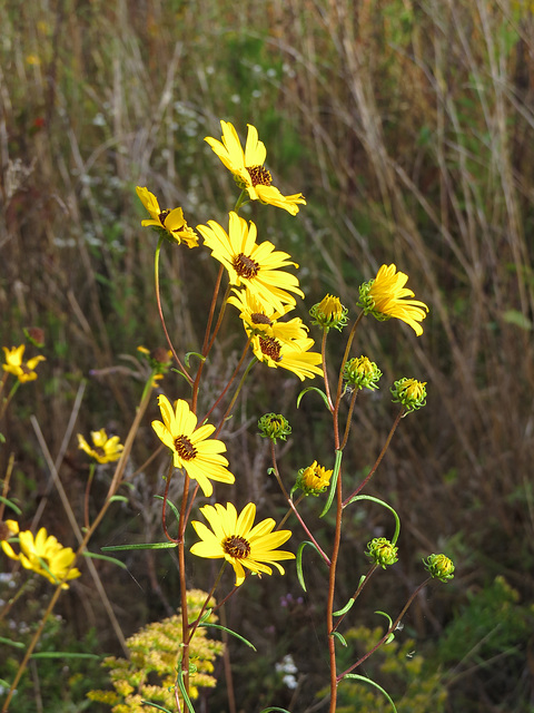 Helianthus flowers