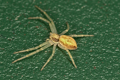 Crab Spider EF7A4729