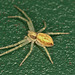 Crab Spider EF7A4729