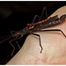 Stick Insect IMG_2680