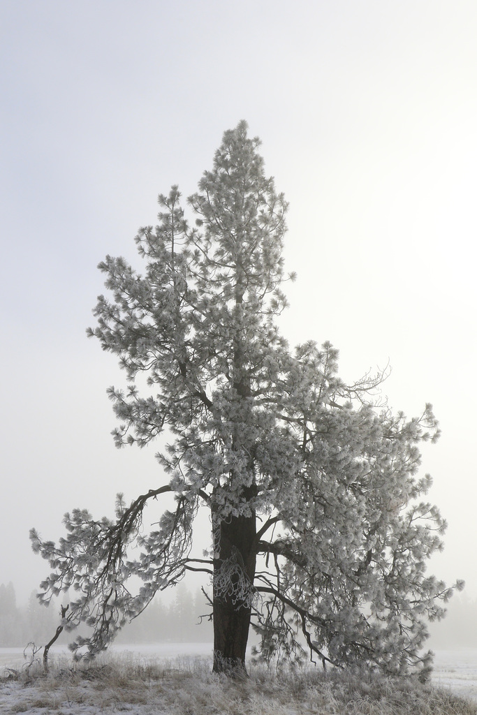 Fog and Frost