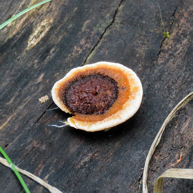 Fungus in Aspen forest