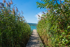 am Sempachersee (© Buelipix)